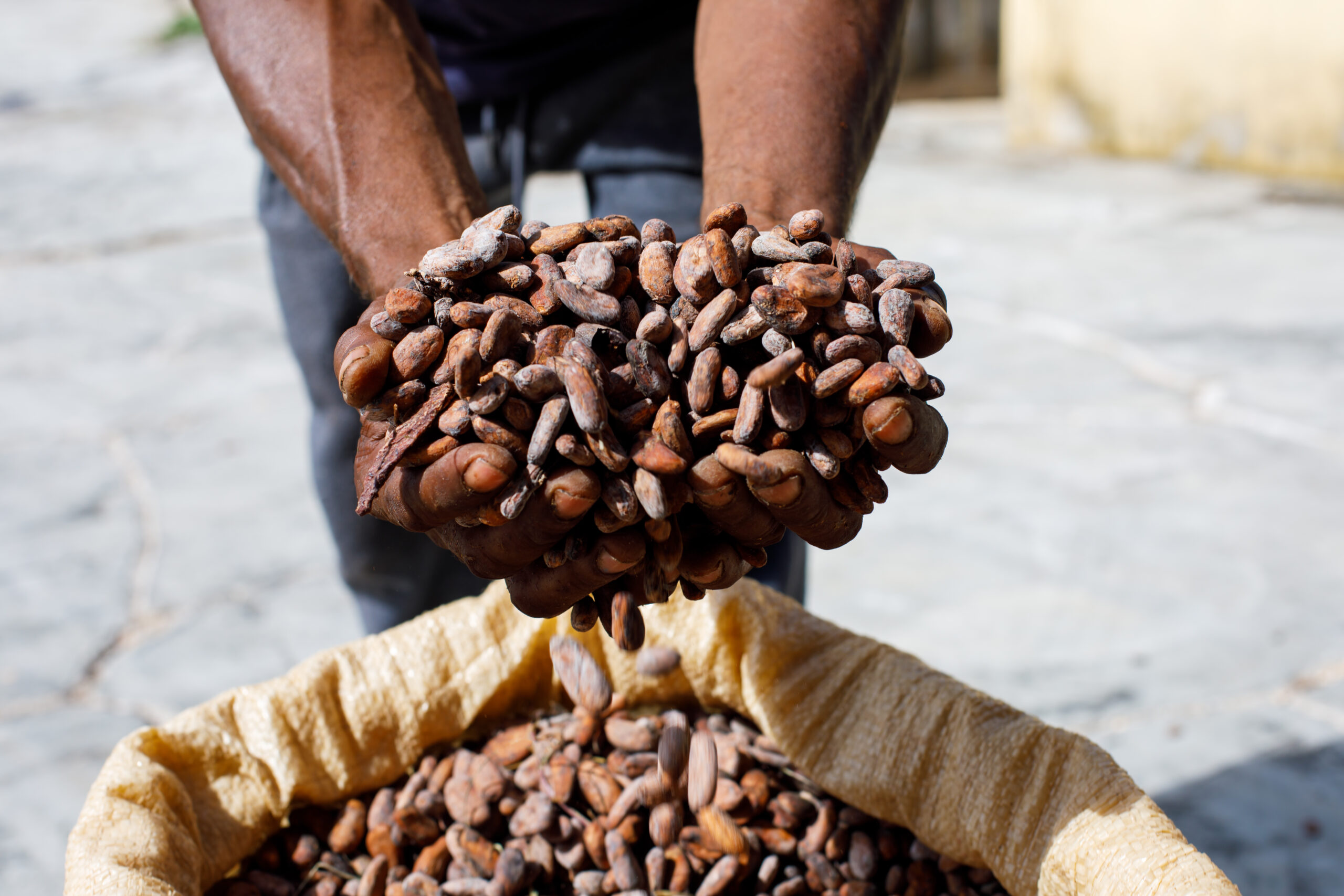 SFI AGRI Commodities - cocoa-beans-hands-farmer-background-bags