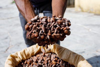 SFI AGRI Commodities - cocoa-beans-hands-farmer-background-bags